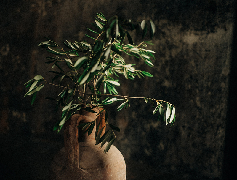 „oliverance“ ist eine Hommage an den Olivenbaum als Kulturpflanze